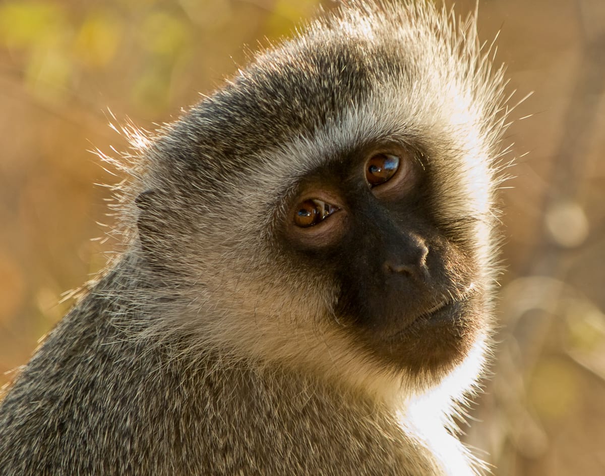 Vervet Monkey by Vicky Stromee 