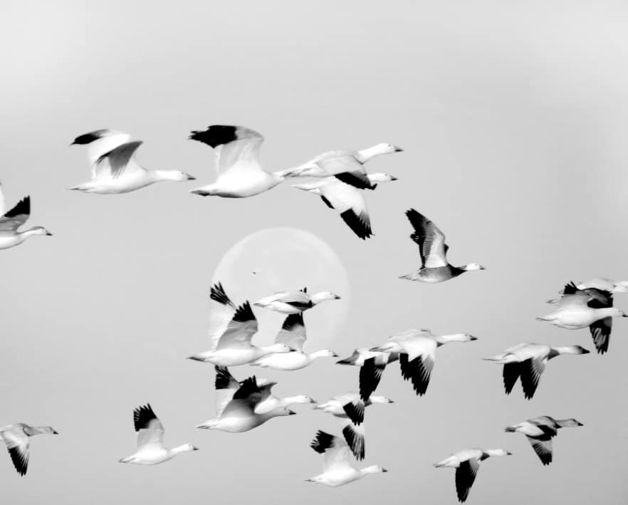 Flock by Sonja Van Buuren, Image 1.