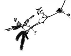 Branches from Zen Series (#4) by Sonja Van Buuren 