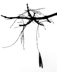 Branches from Zen Series (#6) by Sonja Van Buuren 