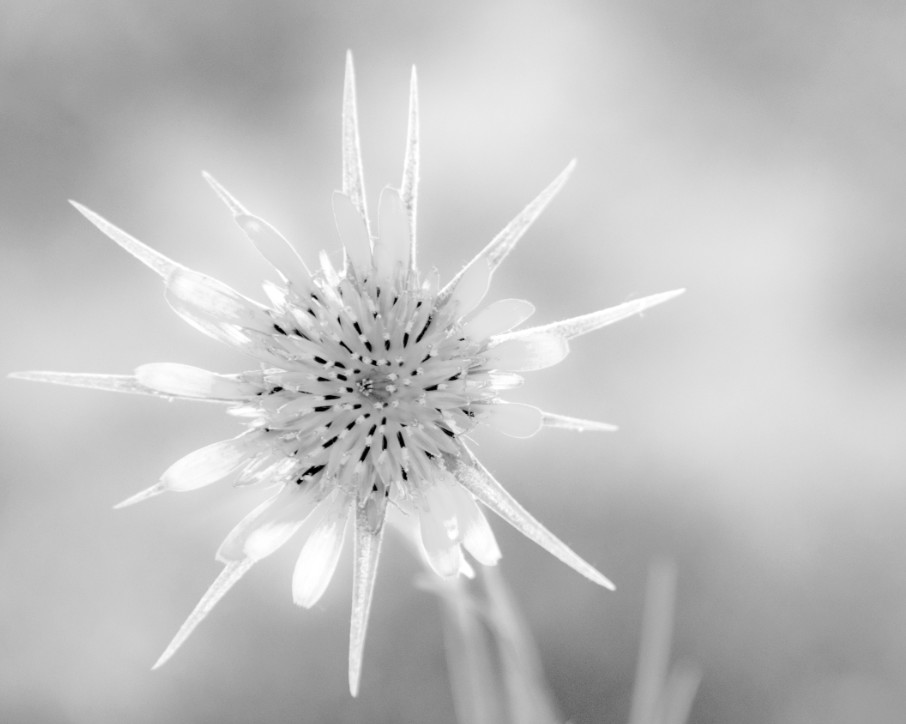 Yellow Salsify, Crested Butte, CO by Kathy Krucker 