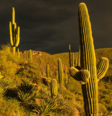 Sonoran Storm by Larry Simkins 