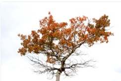 Tree Magic by Susan Drew, Image 1.