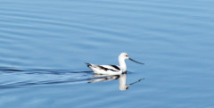 Avocet Reflections by Leslie Leathers 