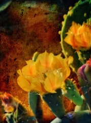 Prickly Pear Cactus Blossoms by Bill Steen 