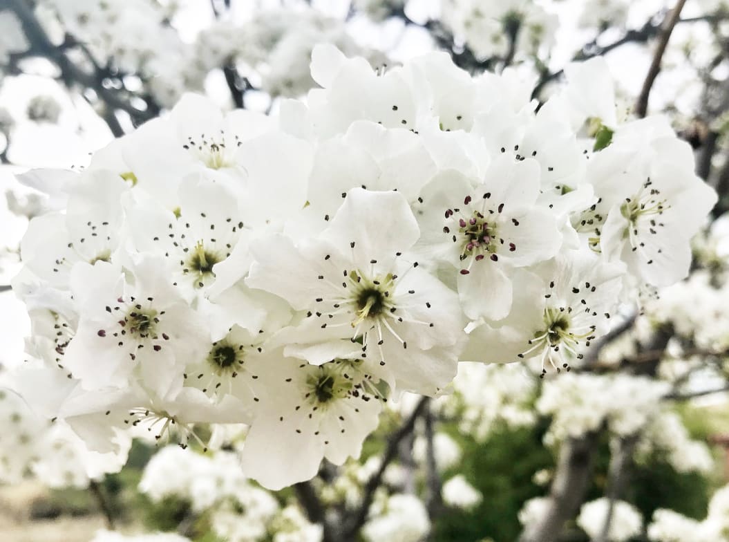 White Blossoms by Bill Steen 