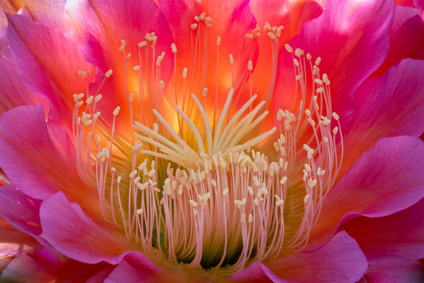 Desert Bloom 33 by Vicky Stromee 