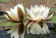 White Pond Blossoms from Moments of Reflection Series by Sonja Van Buuren 