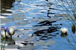 Pond Reflection 1 from Moments of Reflection series by Sonja Van Buuren 