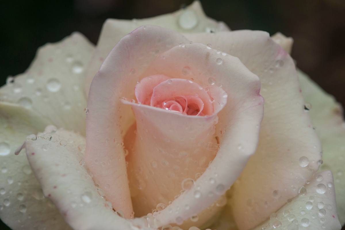 White Rose by Thomas A. Webster, M.D. 