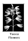 Yucca Flowers by Dr. André J. Bruwer 
