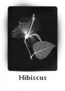 Hibiscus by Dr. André J. Bruwer 