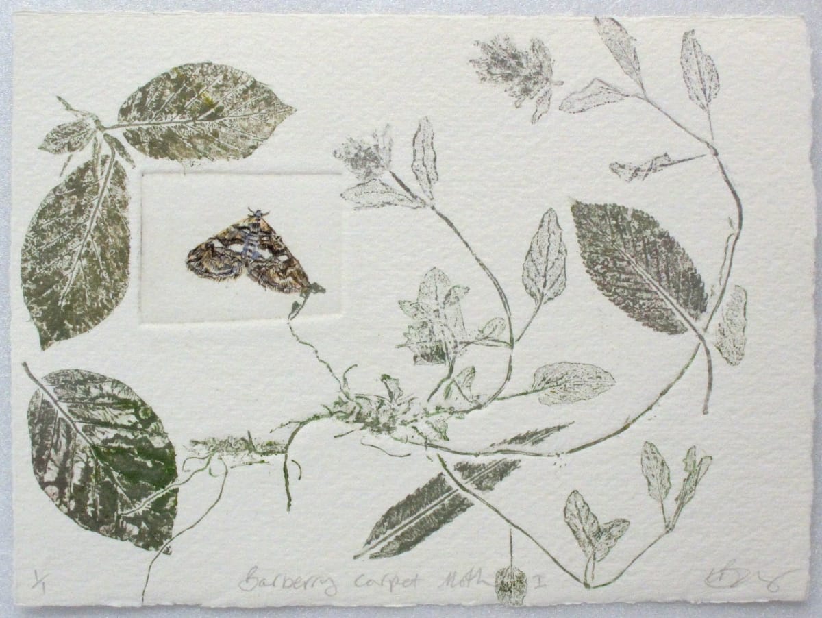Barberry Carpet Moth I 