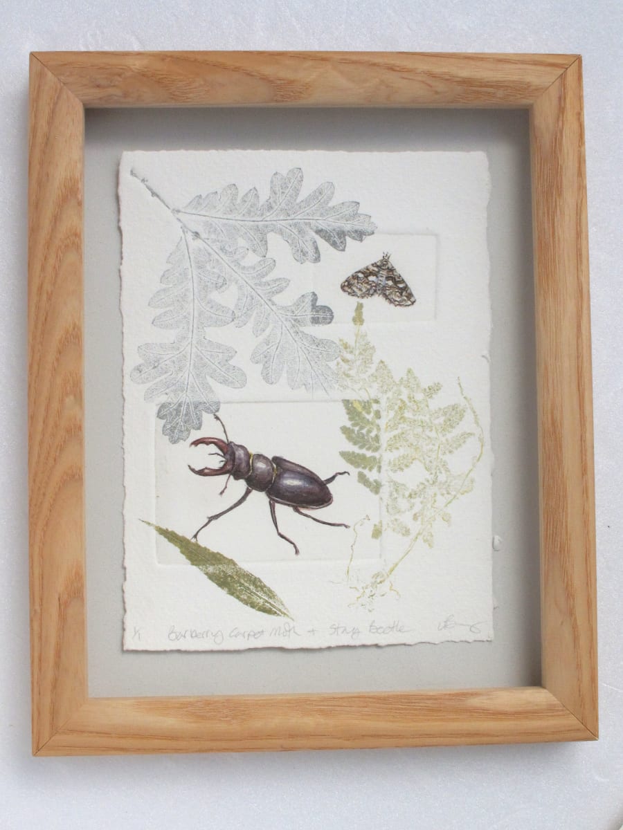 Barberry Carpet Moth and Stag Beetle 