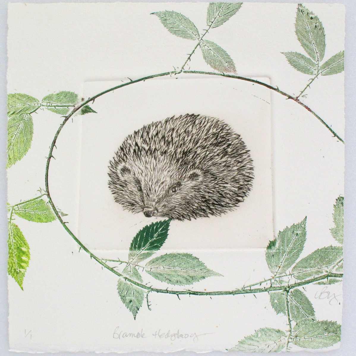 Bramble Hedgehog, Image 1.