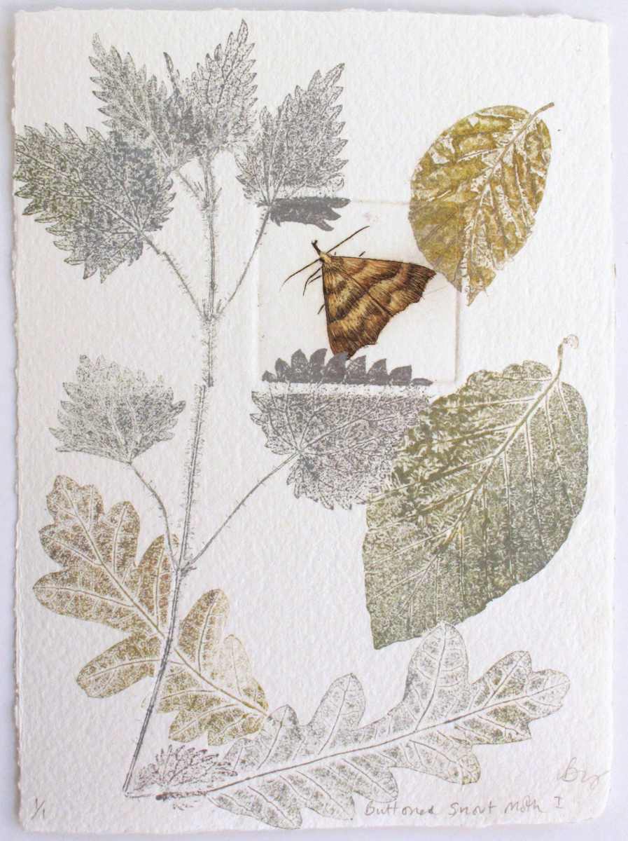 Button Snout Moth I, Image 1.