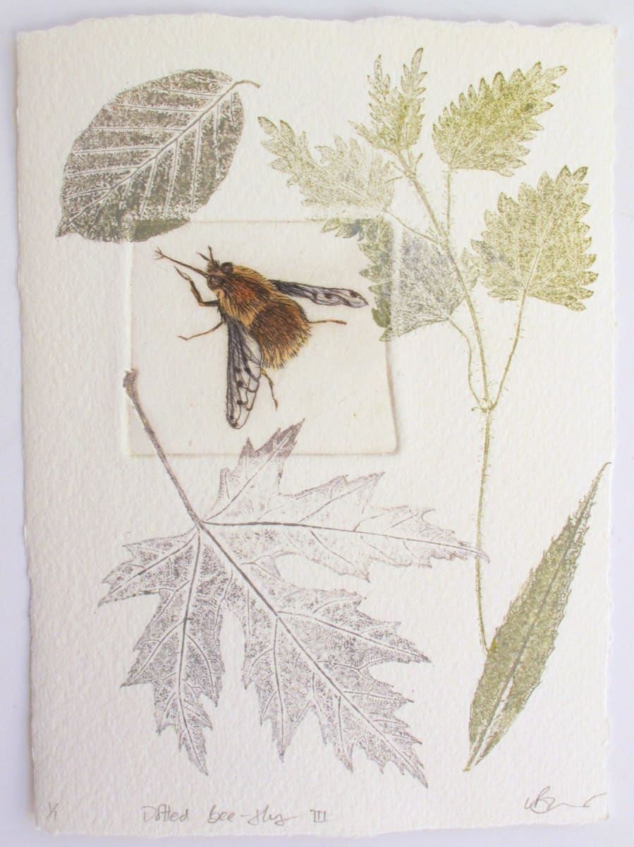 Dotted Bee-Fly III 