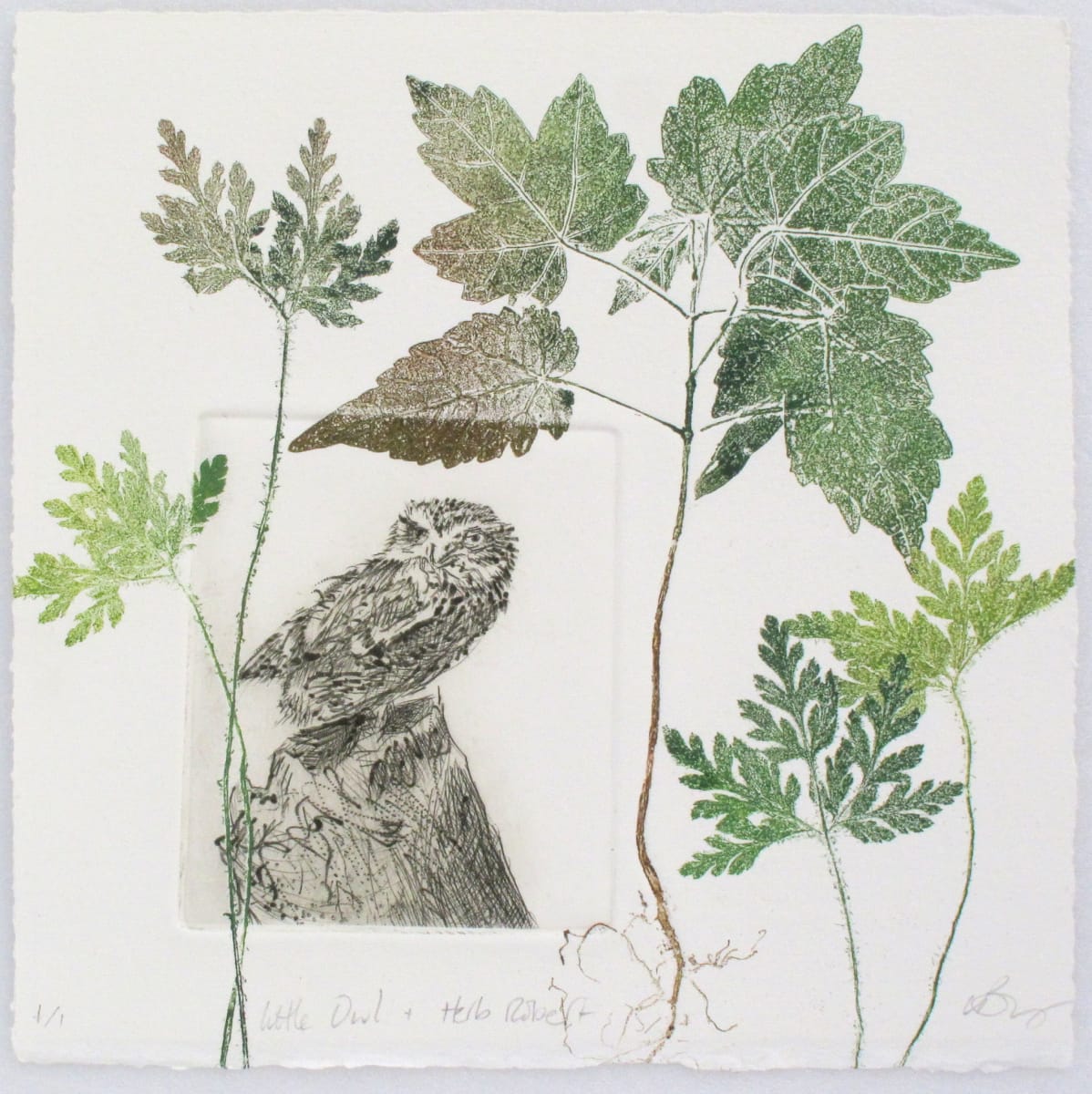 Little Owl and Herb Robbert 