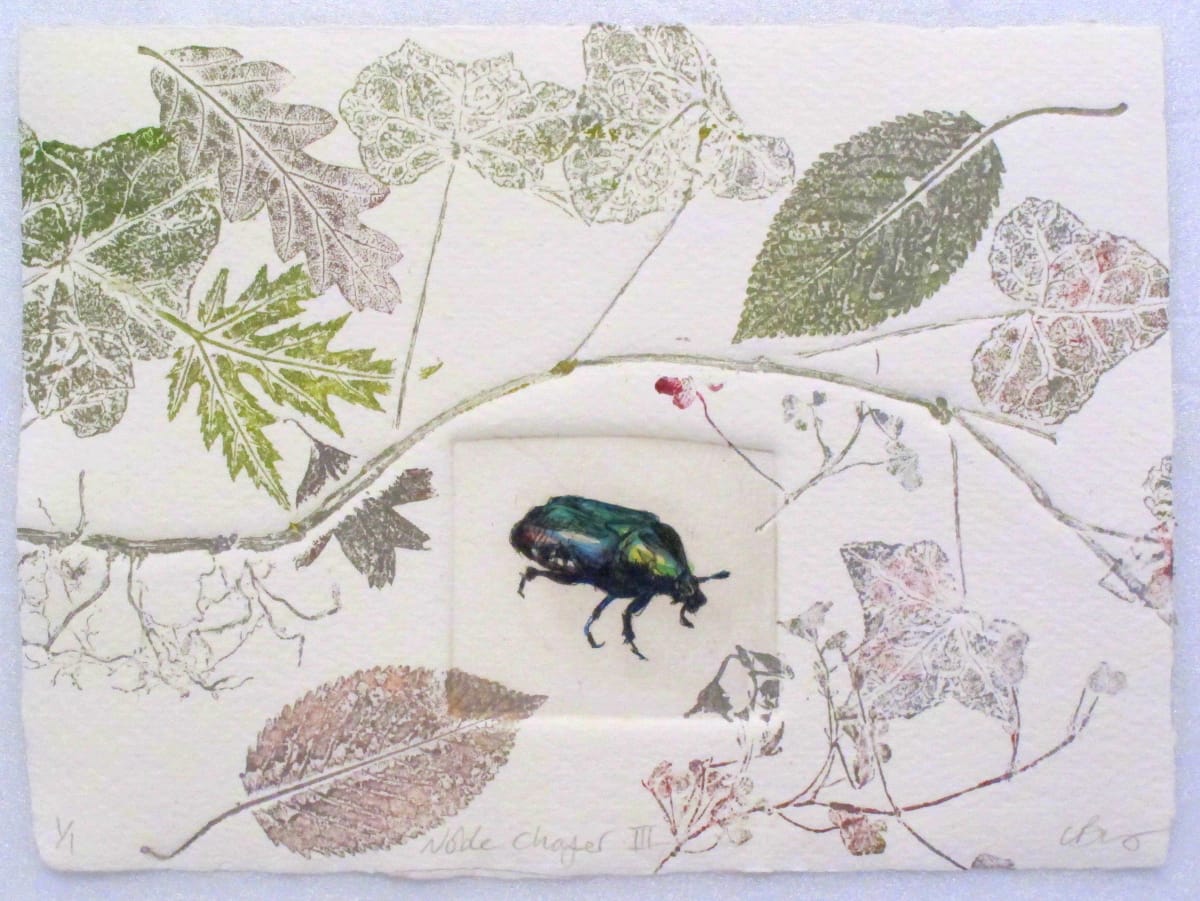Noble Chafer Beetle III, Image 1.