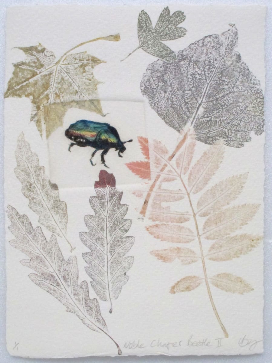 Noble Chafer Beetle II, Image 1.