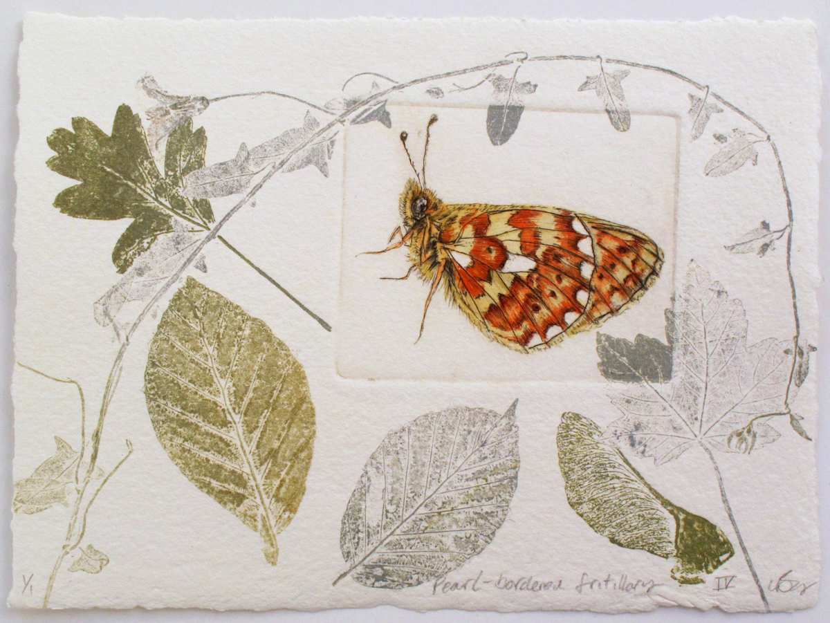 Pearl Bordered fritillary IV., Image 1.
