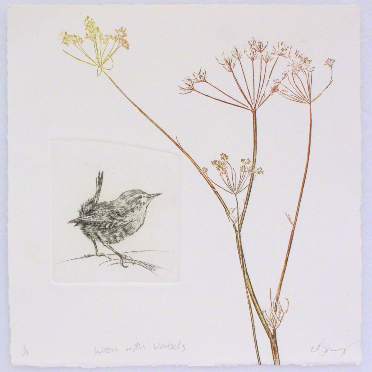 Wren with Umbels 