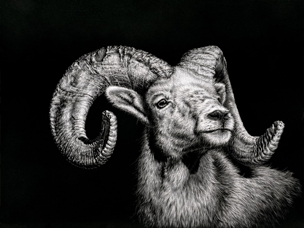 "King" by Jennifer Kay  Image: 12x16" Original Hand-Engraving, Bighorn Sheep, 2024