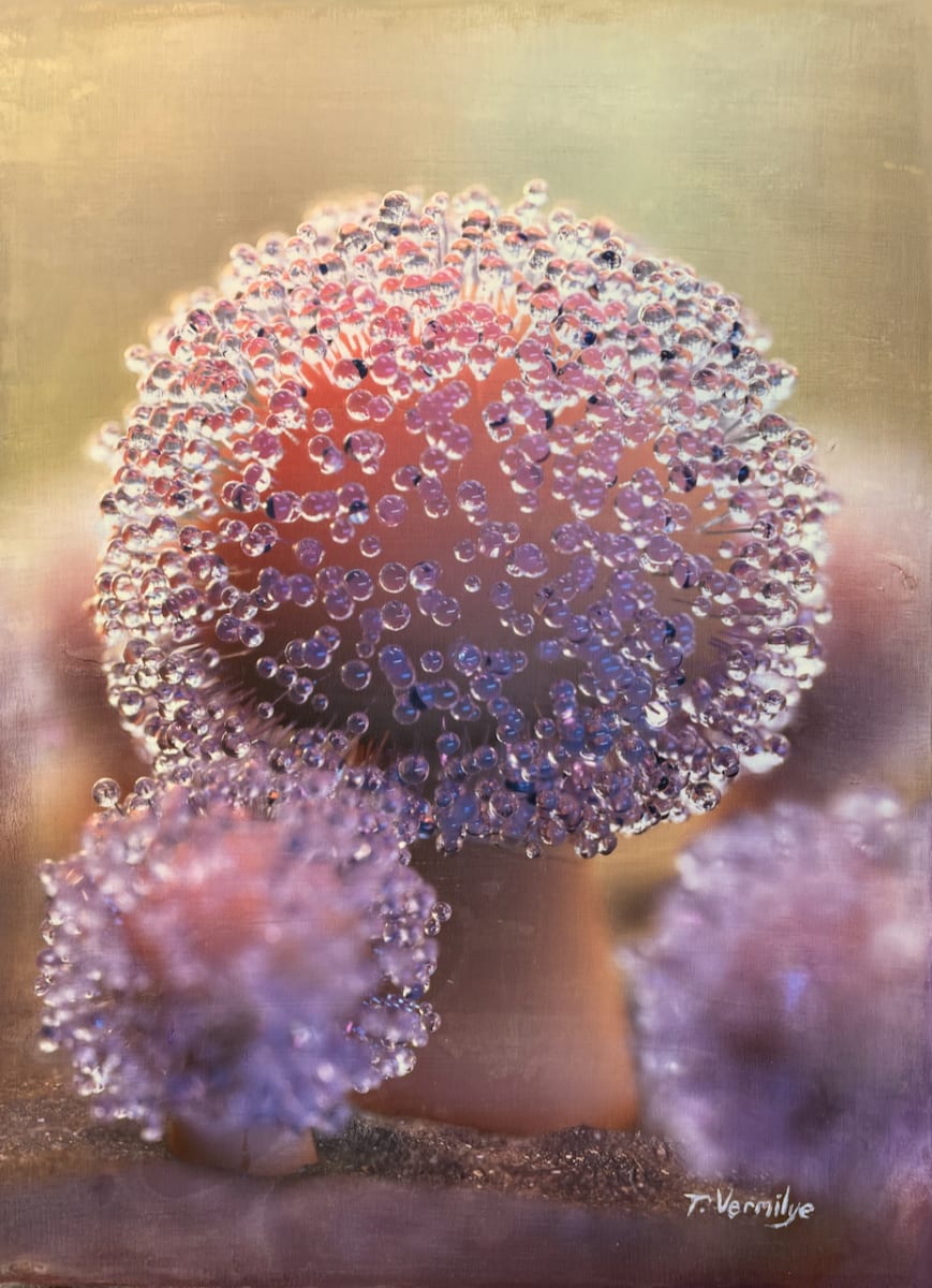 Spinellus fusiger by Travis Vermilye | hyperstasis  Image: Spinellus fusiger