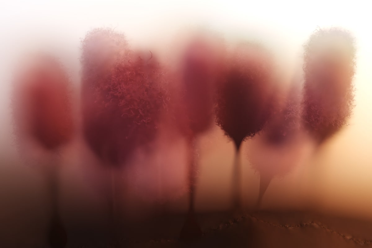 Candyfloss by Travis Vermilye | hyperstasis, Image 1.
