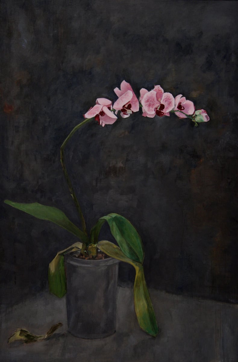 "an Orchid for a Ghost" by Matthew Davey 