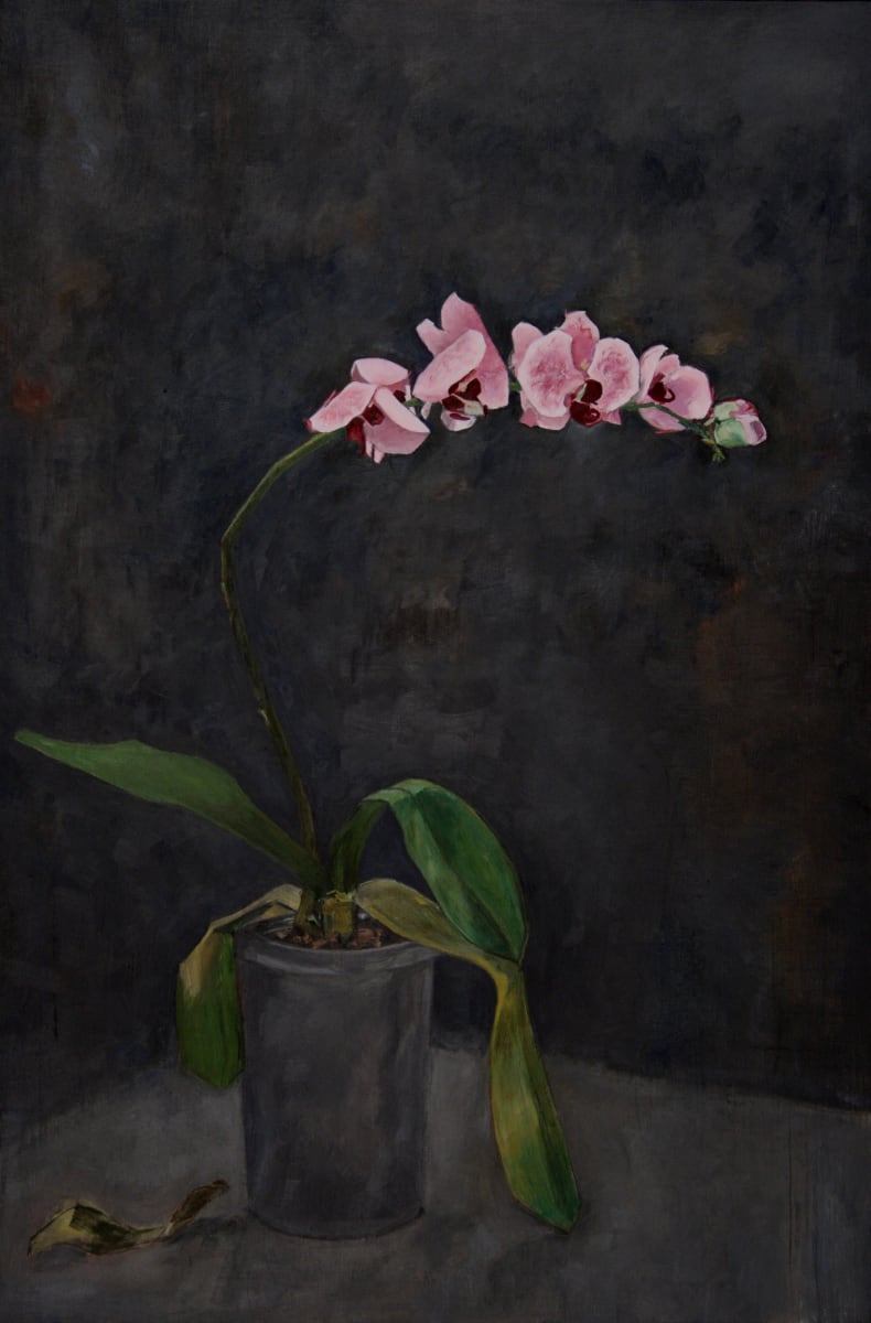 "an Orchid for a Ghost" by Matthew Davey 