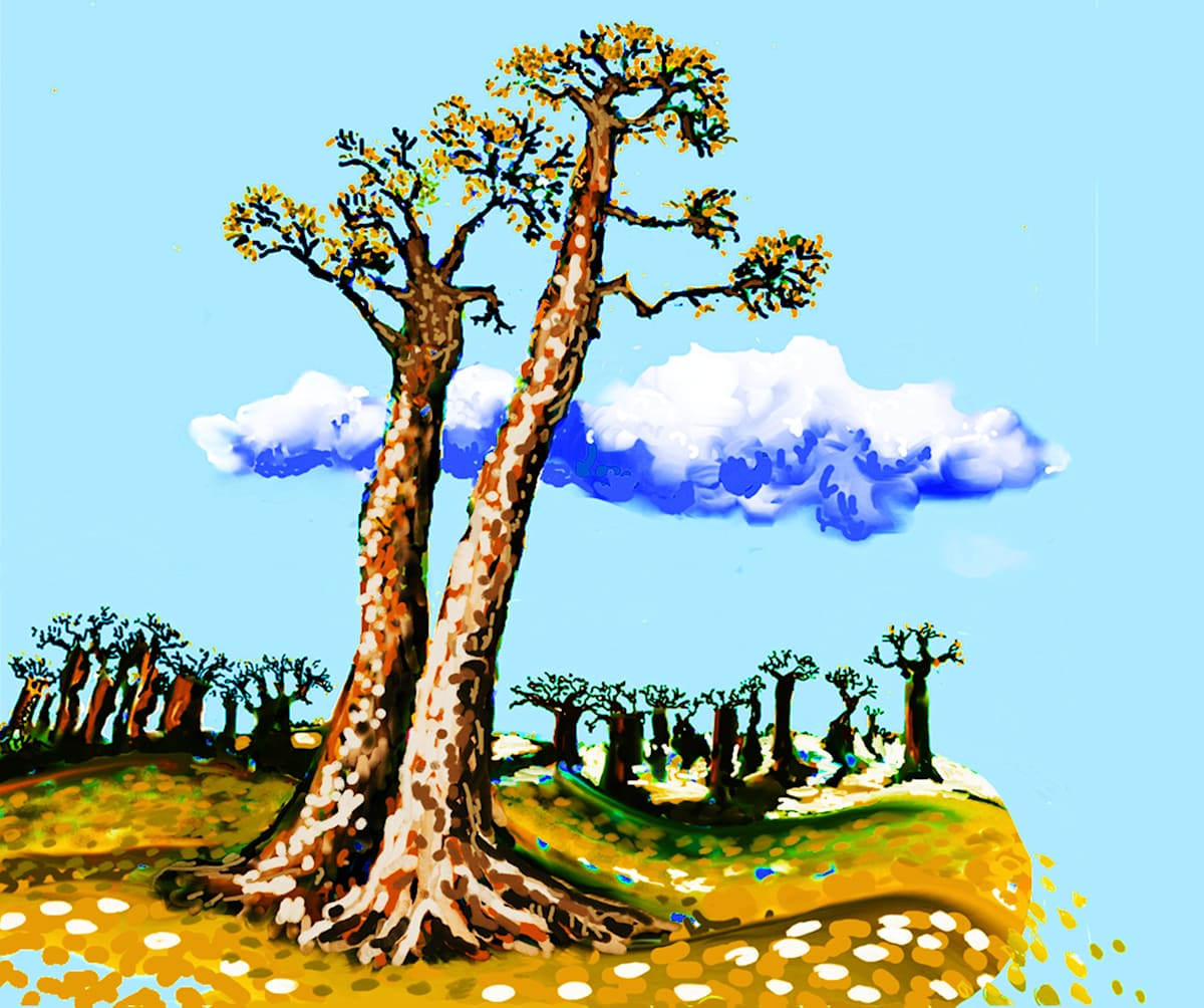 Baobab on edge, Image 1.