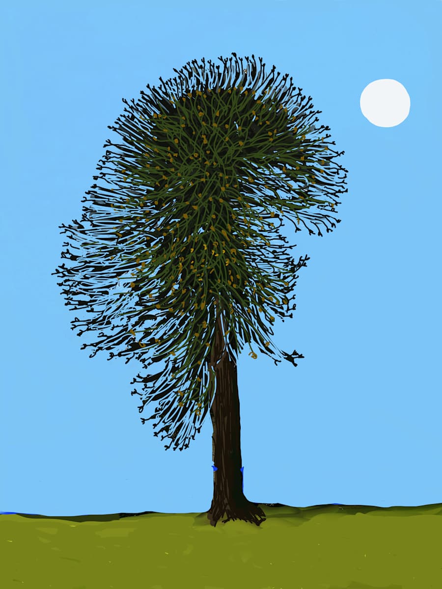 Monkey Puzzle Tree, Image 1.