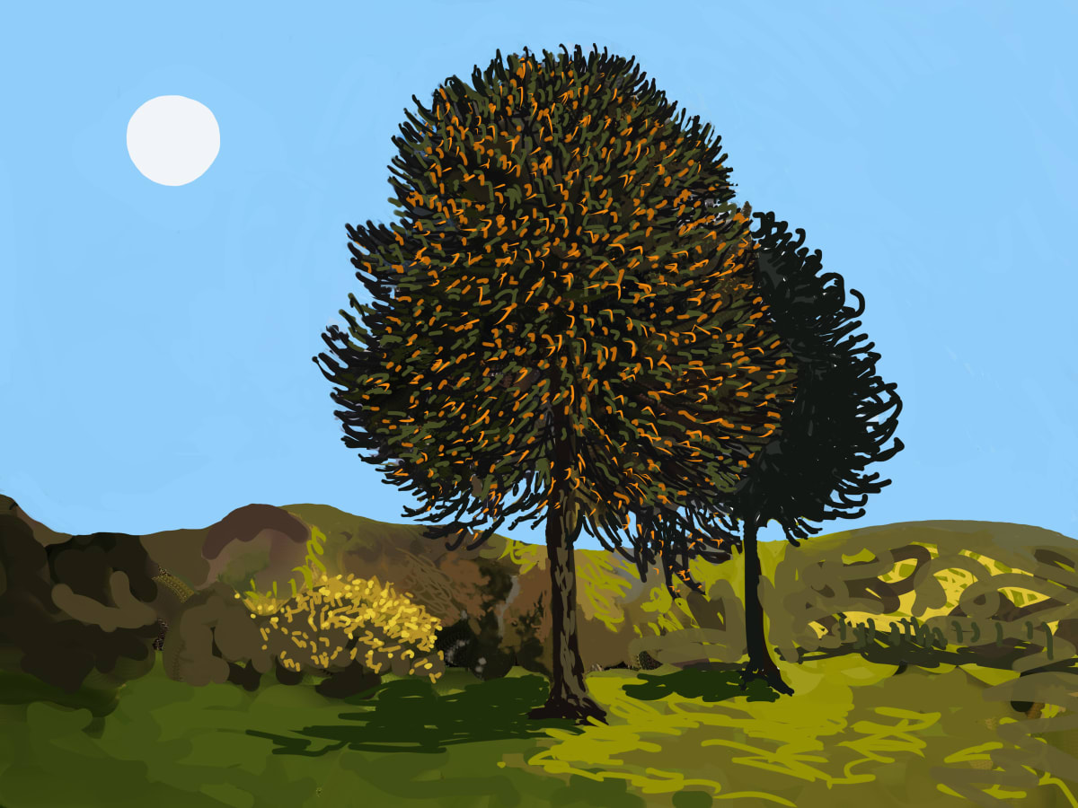 Monkey Puzzle Pair, Image 1.