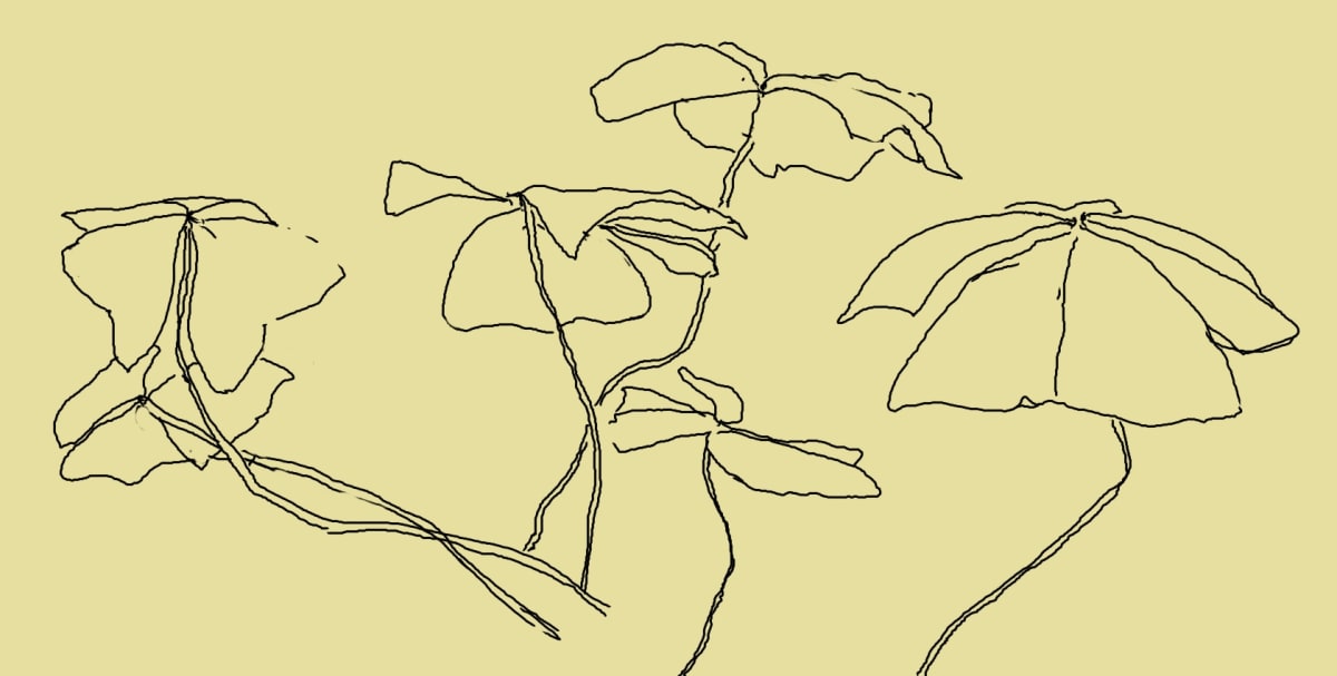 Oxalis I  Image: One of my great loves is the simple line drawing combined with one of my favourite plants the oxalis..