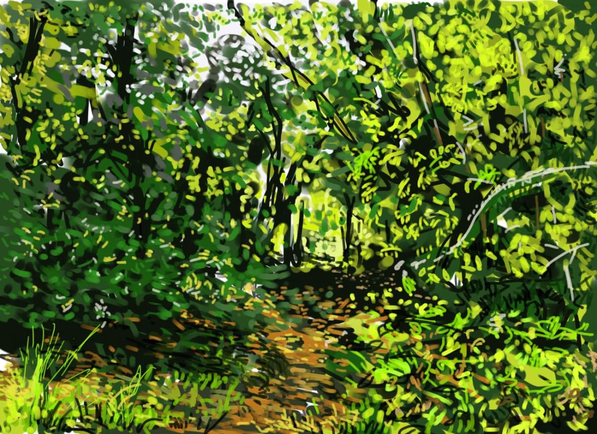 Woodland pathway 