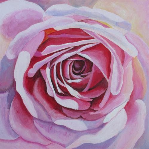 Light Rose Study, Acrylic on Canvas, 12"x12 