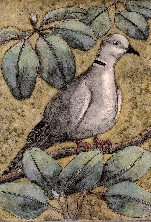 Eurasian Collared Dove by Carolyn Howse 