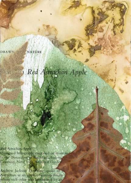 EcoPrint Boxes #14 