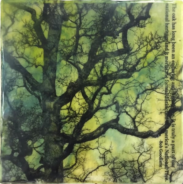 Millenium Oak 
