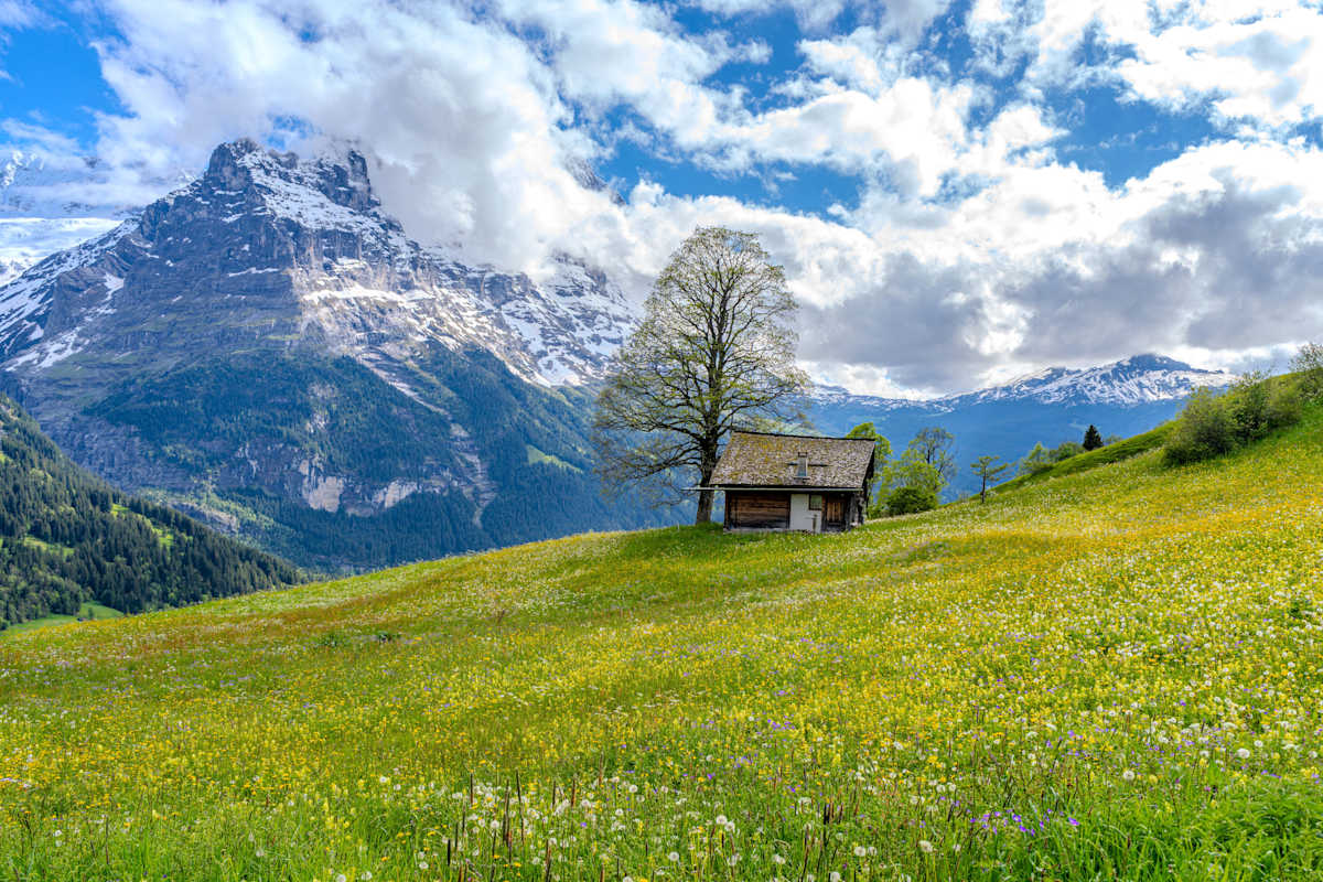 Bliss by Paul Nguyen 