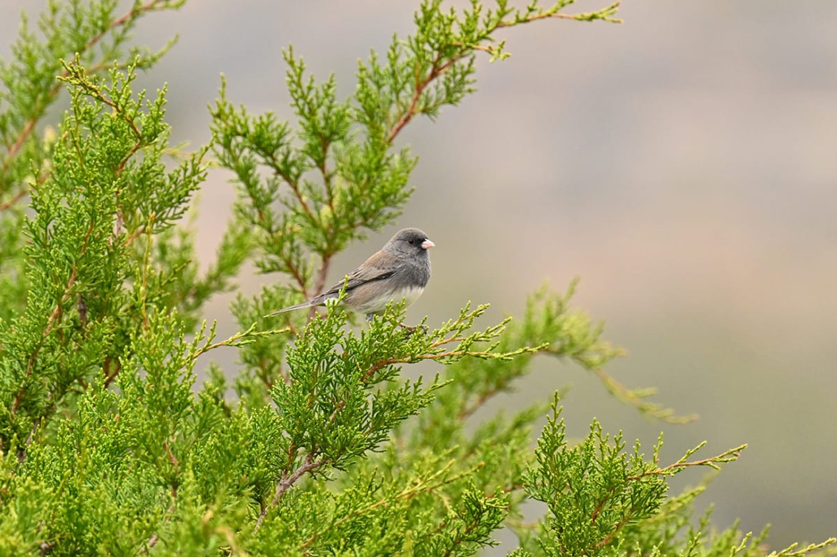 Early Morning Junco by Janet Allen, RT (R)(MR), Image 10.