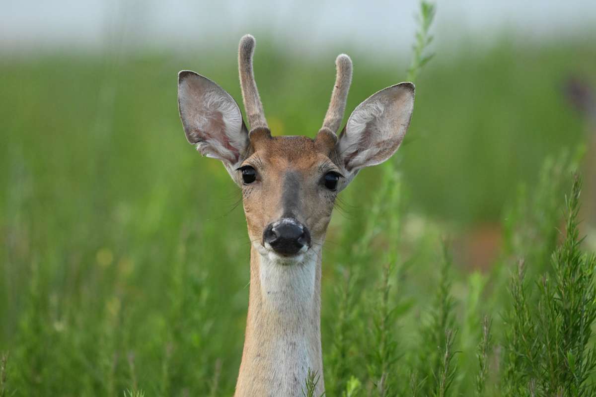 Hello by Janet Allen, RT (R)(MR) 