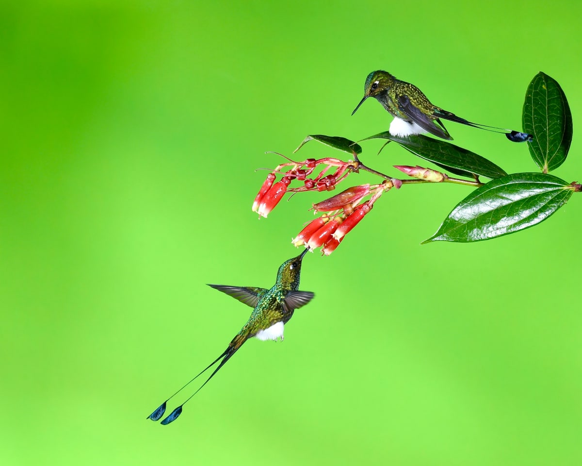 Pair Booted Racket-tail Hummingbirds by Gilchrist Jackson MD, FACS 