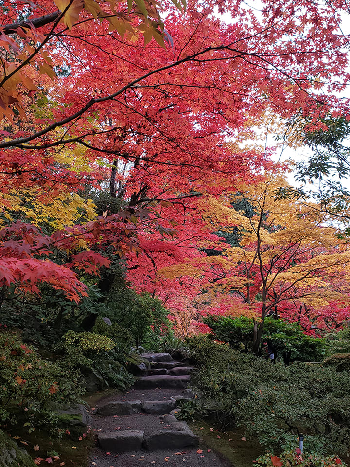 Maple Fire by Rebecca Escobedo, RN 