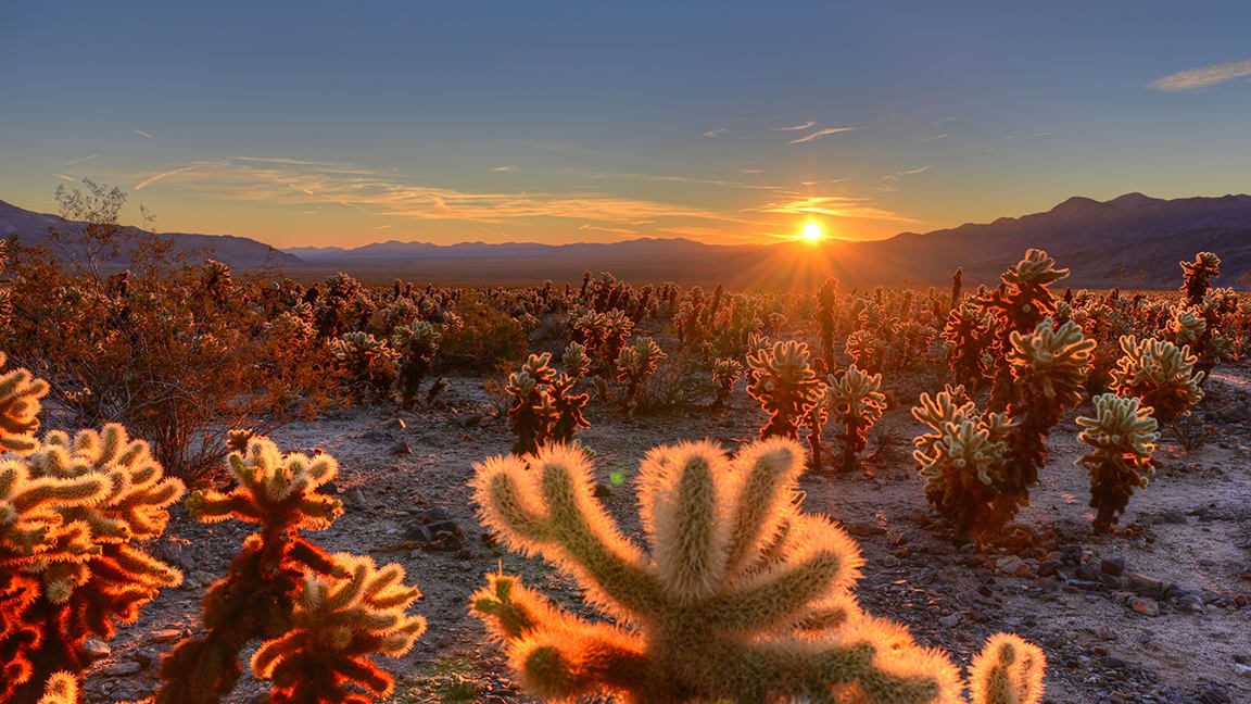 Cholla Cactus Garden Sunrise by Steve Fung, MD  Image: Joshua Tree National Park, California
Neuroradiologist
Radiology
Houston Methodist Hospital 