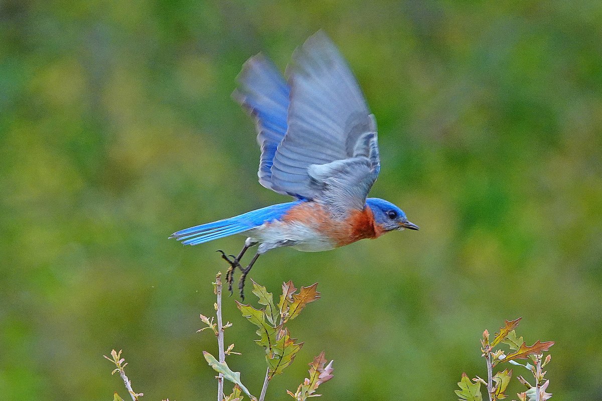 Bluebird Taking Off by Lihua Feng 