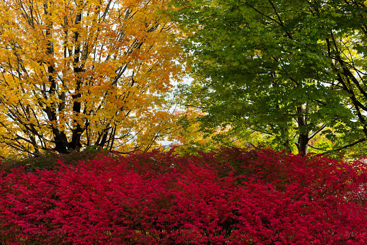 Nature's Palette by Matther Goldman, MD 