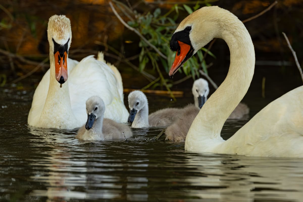 Mute Swan Family by Richard Harris, MD 