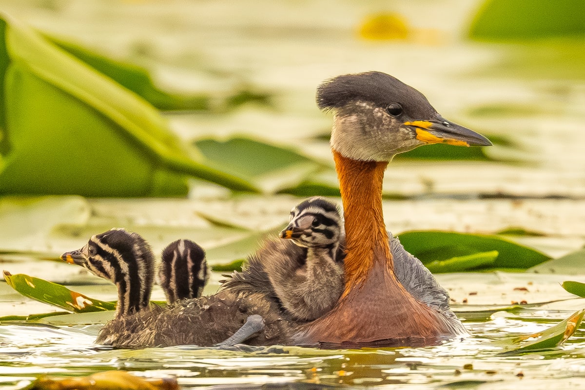 Red-necked Grebe with Chicks by Richard Harris, MD 